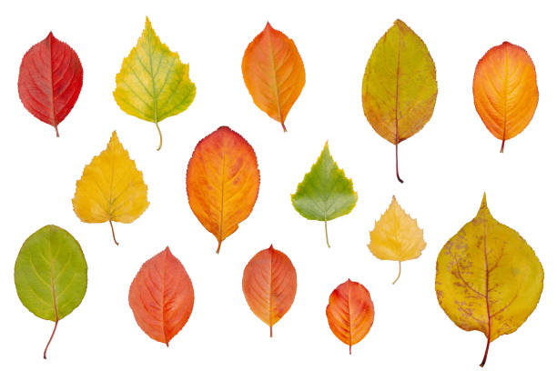 Multicolored fallen autumn leaves isolated on white background