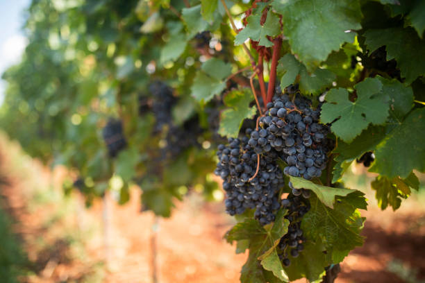 istock Red wine grapes in a vineyard 1424425594