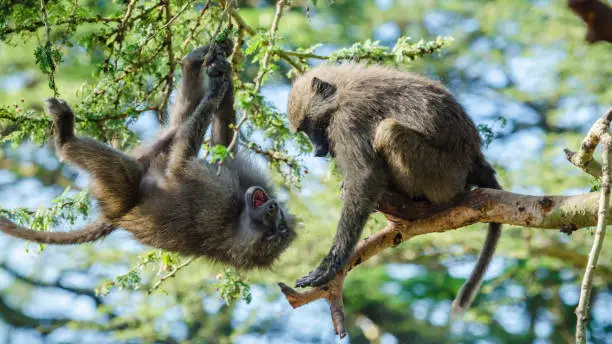 View of Two olive baboons (Papio Anubis) fighting perched on trees, Lake Nakuru, Kenya