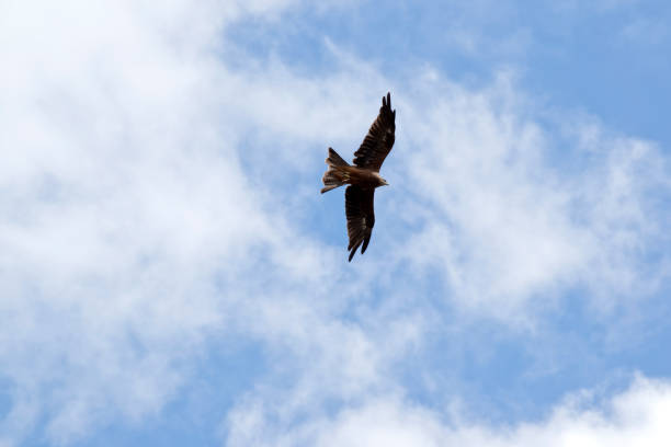 istock The Black Kite is a medium-sized raptor. From a distance, it appears almost black, with a light brown bar on the shoulder 1424432332