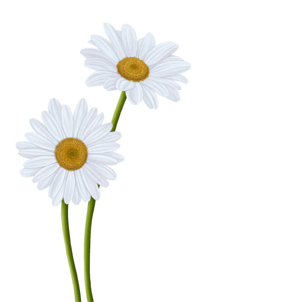 illustrazioni stock, clip art, cartoni animati e icone di tendenza di bianco daisy fiore fiore fiore pittura - flower head bouquet daisy petal