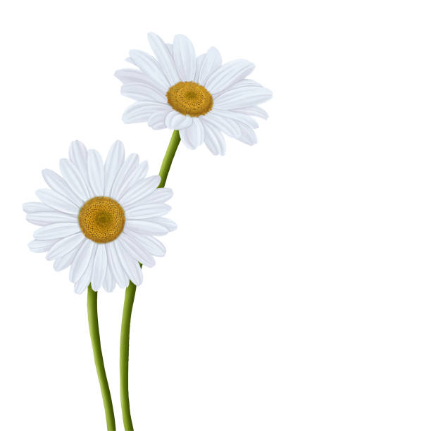 ilustrações, clipart, desenhos animados e ícones de pintura de flor de flor de margarida branca - flower head bouquet daisy petal