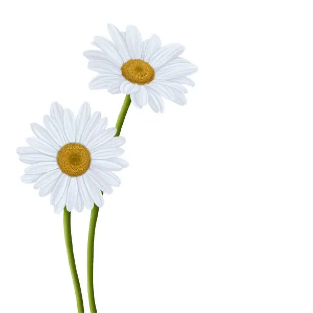 Vector illustration of White Daisy Flower Bloom Painting