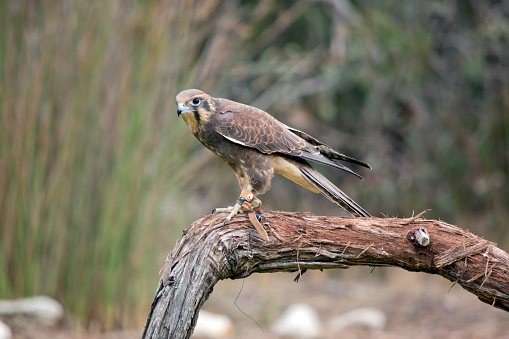 The New Zealand Falcon (Falco novaeseelandiae) is New Zealand's most threatened bird of prey. It is known by the Maori as Karerea. It is sometimes known as the Sparrow Hawk or a Bush Hawk.