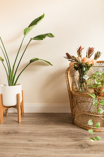 Tropical Bird of Paradise Houseplant Next to Peach-Colored Country Roses Arranged with Rust-Colored Autumn Foliage in a Vase on a Boho Rattan Chair