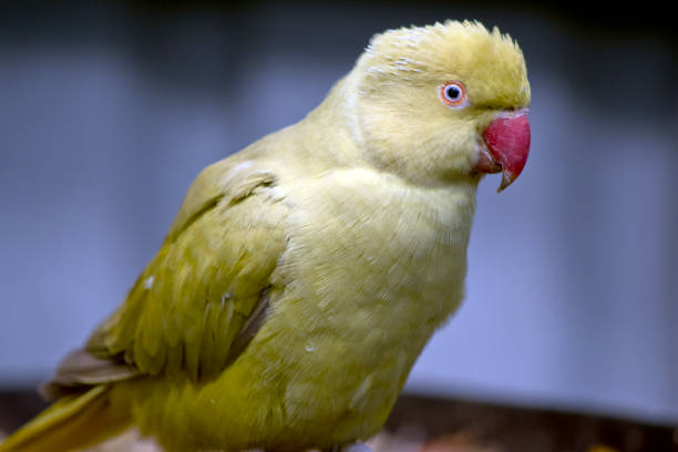 The Indian ring-necked parakeet has a red beak and green body