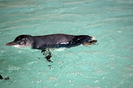 the fairy penguin is swimming in the water