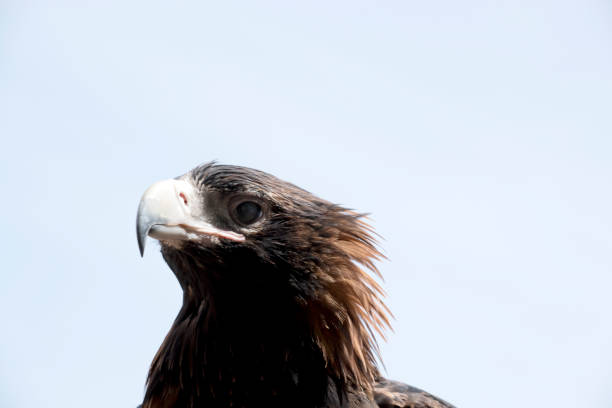 Majestic bird, white head