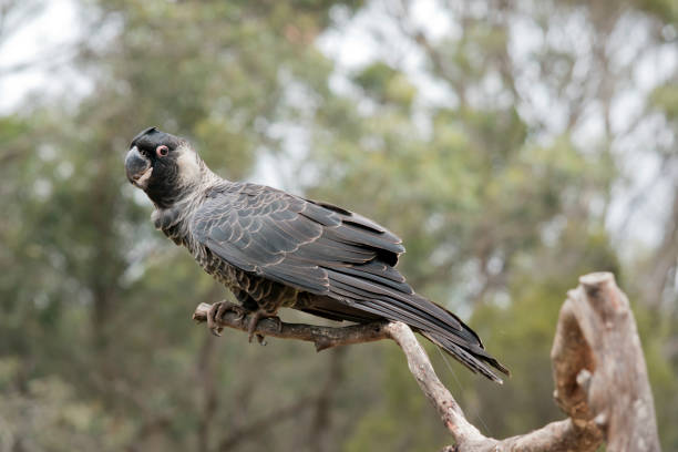 istock the white tailed black cockatoo is on a perch 1424434427