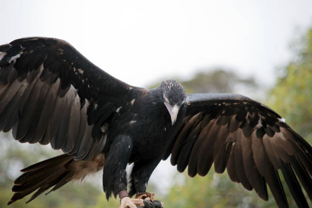 istock the wedge tailed eagle has brown feaathers the darker the feathers the older the bird 1424434435