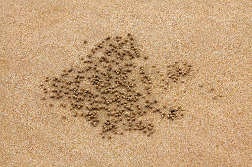 crab hole in the sand