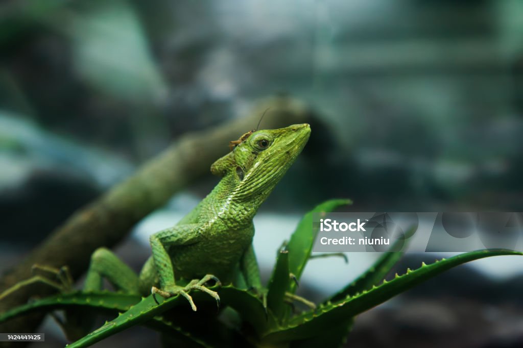 lizard closeup Alertness Stock Photo