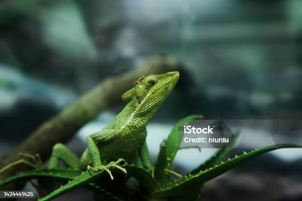 Lizard Closeup Stock Photo - Download Image Now - Alertness, Amphibian, Animal