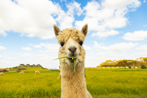 A close up shot of happy alpaca eating grass in sunny day