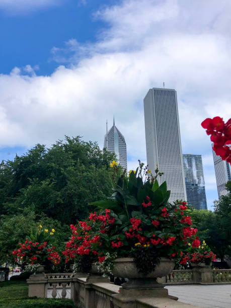 istock Red flowers blooming during summer in Chicago 1424447575