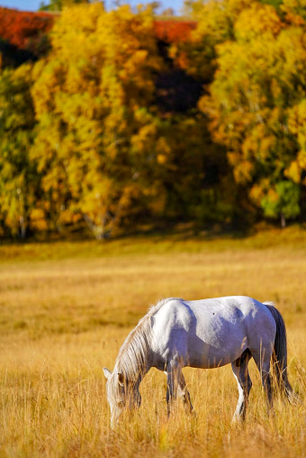 Chifeng, Inner Mongolia- September 12, 2022: Chifeng is a major city in the east part of Inner Mongolia and there is a beautiful grassland. When Autumn comes, the golden white birch forest is very beautiful.  After all, the fine horse is the real star in the colorful background.