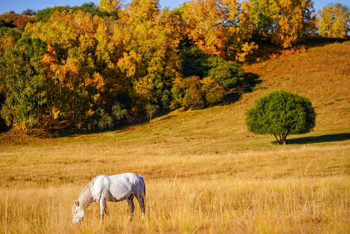 Wide angle quarter horse mare and foal standing on the pastoral grasslands of a Texas ranch, trees and rustic shack in background