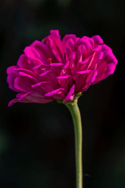 Bright blooming Zinnia in the garden