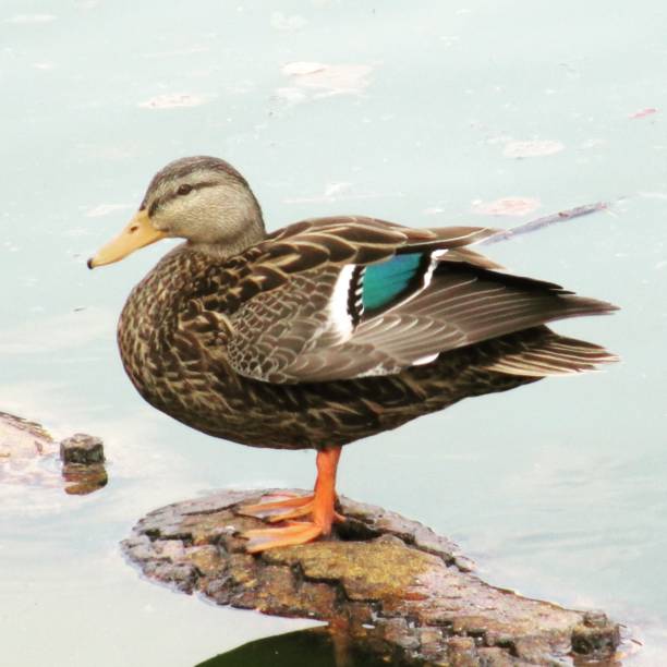 istock Duck over water in the lake 1424449975