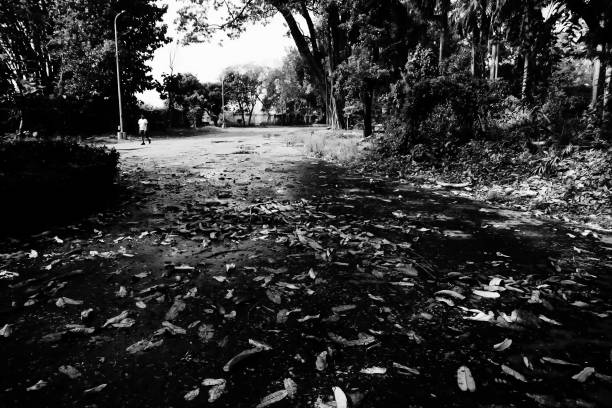 Dry leaves fell on lane passing through trees , black and white natural background. Howrah, West Bengal, India.