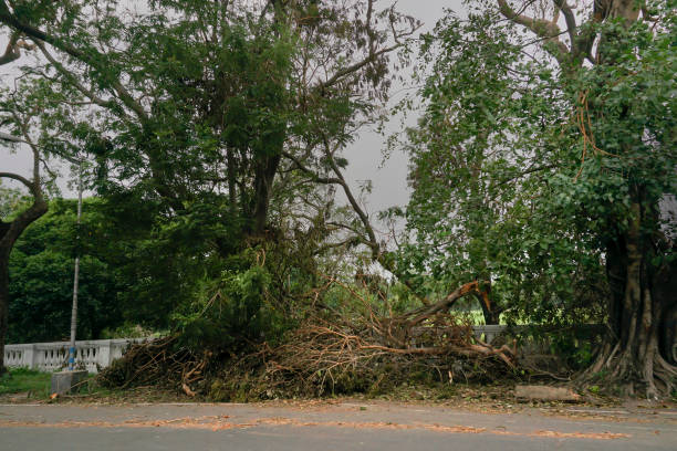 istock Super cyclone Amphan uprooted tree which fell and blocked pavement. The devastation has made many trees fall on ground. Kolkata, West Bengal, India 1424453821