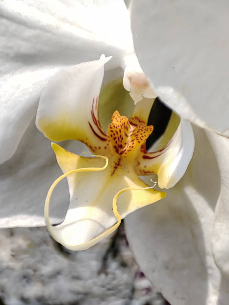 istock Beautiful white orchid flower growing on the tree 1424455665
