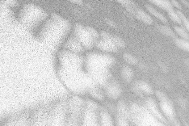 istock Black and White abstract background texture of shadows leaf on a concrete wall. 1424456872