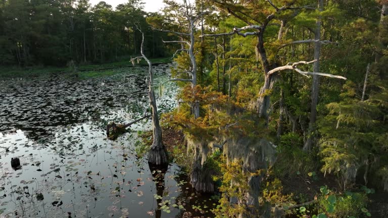 Healthy Cypress Swamp