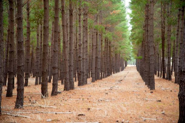 Radiata Pine Plantation stock photo