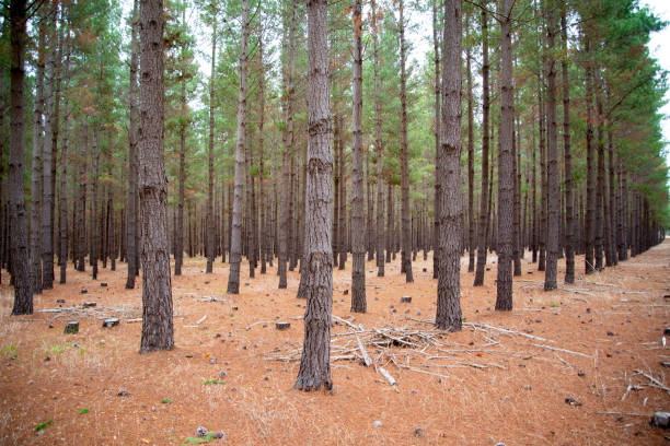 istock Radiata Pine Plantation 1424468029