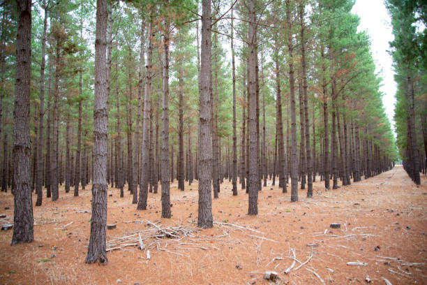 istock Radiata Pine Plantation 1424468325