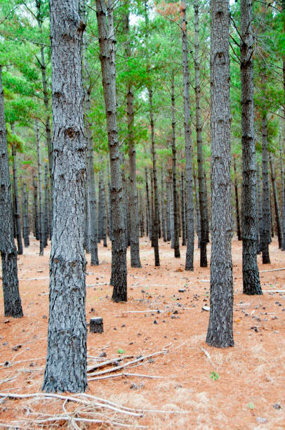 istock Radiata Pine Plantation 1424468572