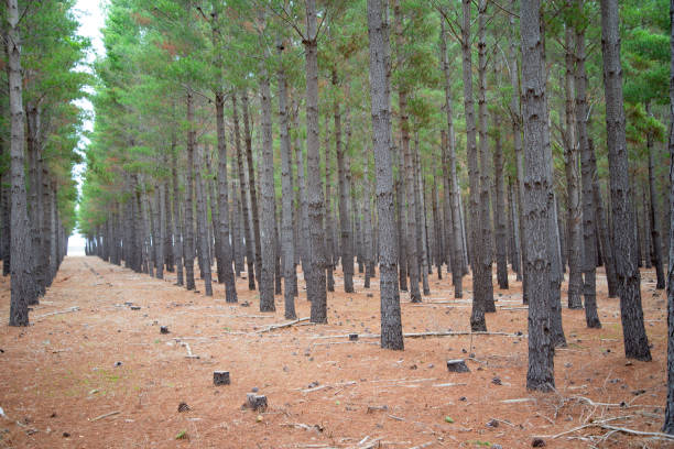 istock Radiata Pine Plantation 1424468717