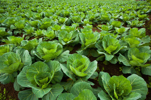 fresh greeny cabbage field - malang stockfoto's en -beelden
