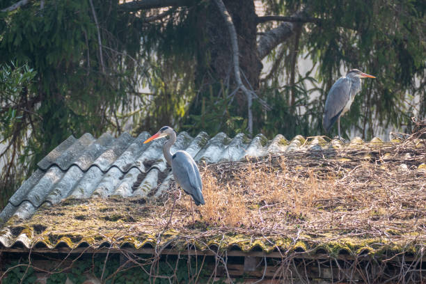 cranes at a roof watching the area, Italy