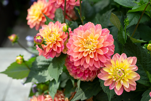 Gorgeous pink dahlias. Gardening, perennial flowers. Floral background.