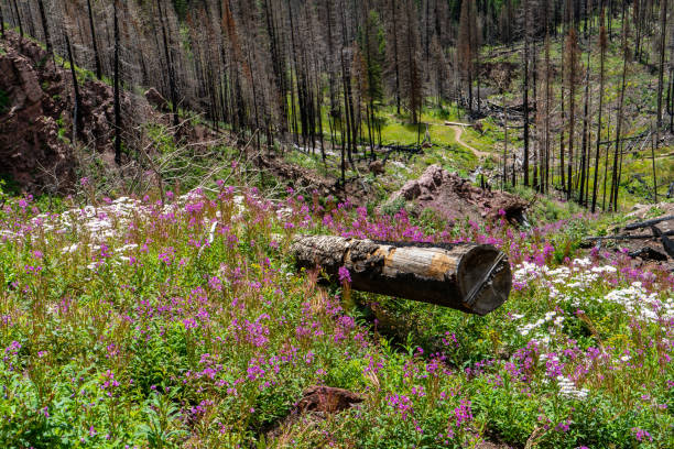 Wildflowers bloom in the San Juan Mountains of southern Colorado. Photos taken along a valley hike during the summer season.