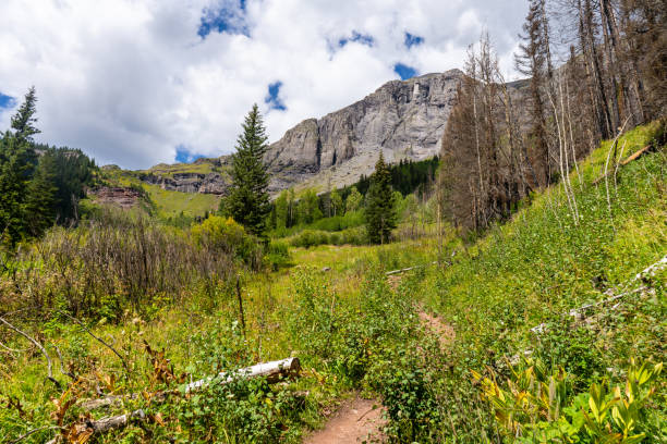 istock Southern Colorado Wildflowers 1424487675