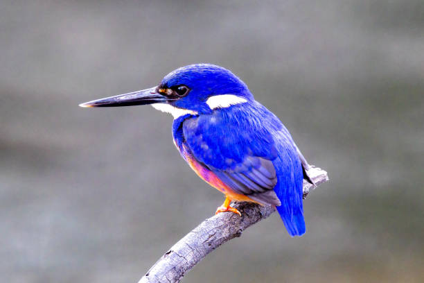 Azure Kingfisher perched on branch