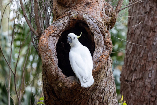 istock Sulphur-crested Cockatoo 1424487786