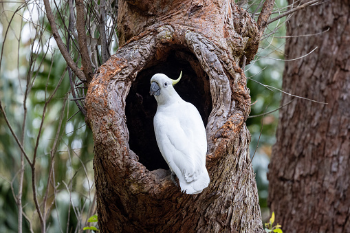 Sulphur-crested Cockatoo at nest hole in gum tree