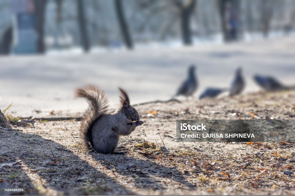 Black Canadian squirrel sits on ground and eats nuts in park. Selective focus. Spring color of animals. Rare animals Black Canadian squirrel sits on ground and eats nuts in park. Selective focus. Spring color of animals. Rare animals. High quality photo Animal Stock Photo