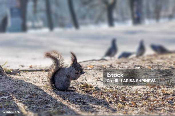 Black Canadian Squirrel Sits On Ground And Eats Nuts In Park Selective Focus Spring Color Of Animals Rare Animals Stock Photo - Download Image Now