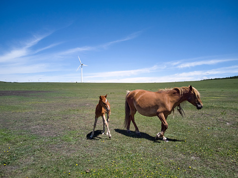 On the grassland stands a wind turbine, with horses grazing below