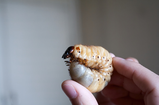 Woman holding a beetle larva in her fingers