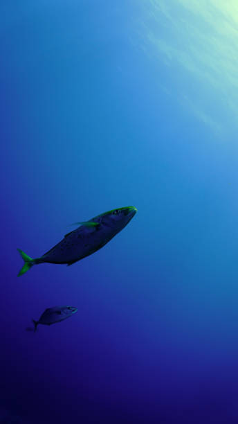 istock Fish in the blue sea 1424493355