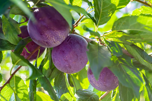 fotografia na temat pięknej gałęzi owocowej śliwy - greengage zdjęcia i obrazy z banku zdjęć