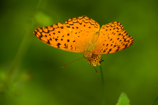 A small copper butterfly bathes in the sunlight on yellow flowers in the meadow.