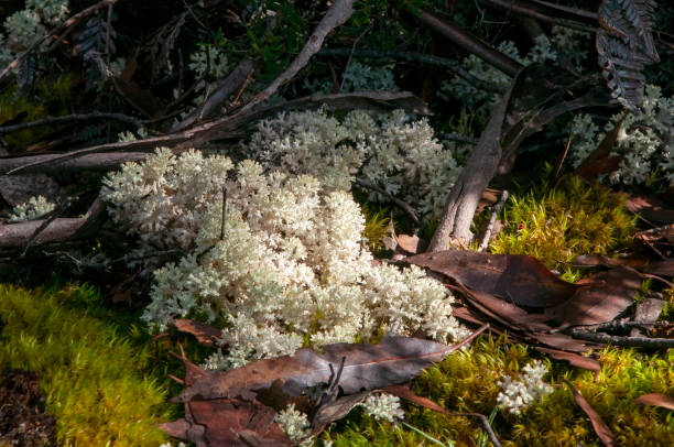 Pulchrocladia retipora also known as coral lichen, grows in coastal and alpine heathlands in Australia and New Zealand