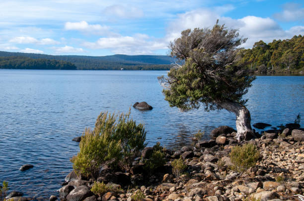 вид на кромку воды с чахлым деревом и скалами - waters edge lake beach tree стоковые фото и изображения